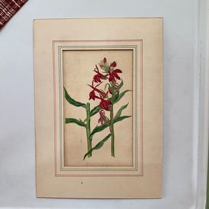 Early 1800s Original Botanical Lithograph - by J.W. Smith